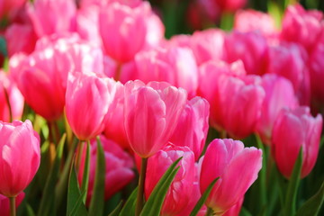 Fototapeta premium the beautiful pink tulips in garden.the pastel pink color on flwer leaves.
