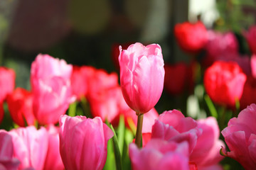 the beautiful pink tulips in garden.