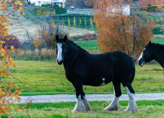 Shire horse with a white heart in the stomach, in the gardens of the okanagan valley, pets?