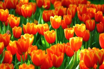 the  beautiful tulips in garden .the orange and yellow gradient color on flower leaves.