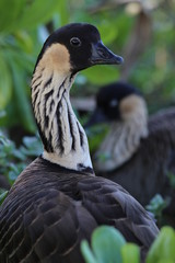 Nene goose of Hawaii in pair