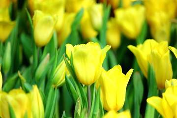 the beautiful yellow tulips in plantation .