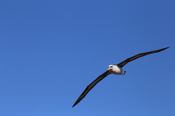 Fototapeta na wymiar Laysan albatross flying in blue skies of Kauai