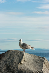 a seagull posing at the top of a rock in the beach, vancouver, Canada