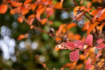サルスベリの実