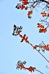 サルスベリの実