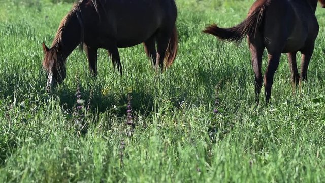 Wild mustangs graze at sunset