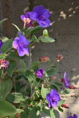 シコンノボタン