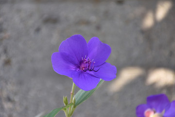 シコンノボタン