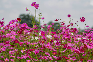 Obraz na płótnie Canvas Cosmos flower field in Chiang Rai, Thailand