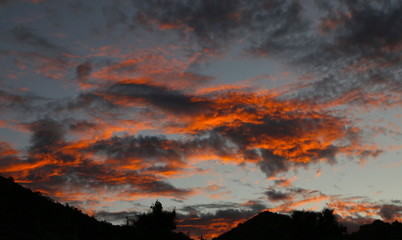 Joshua Tree - Joshua Tree National Park 