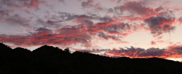 Joshua Tree - Joshua Tree National Park 