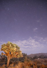 Joshua Tree - Joshua Tree National Park 