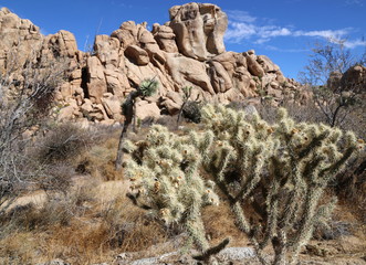 Joshua Tree - Joshua Tree National Park 