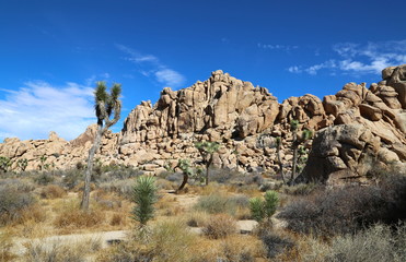 Joshua Tree - Joshua Tree National Park 