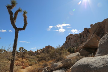 Joshua Tree - Joshua Tree National Park 