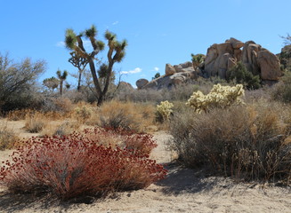 Joshua Tree - Joshua Tree National Park 