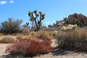 Joshua Tree - Joshua Tree National Park 