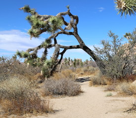 Joshua Tree - Joshua Tree National Park 