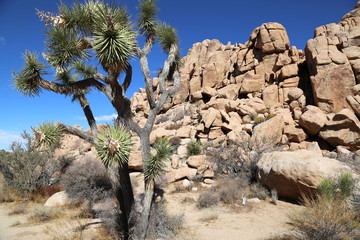 Joshua Tree - Joshua Tree National Park 