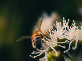 bee on a flower