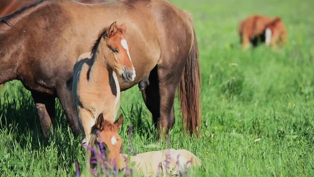 Wild mustangs graze at sunset