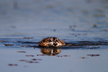Muskrat swimming on the lake, Crna Mlaka