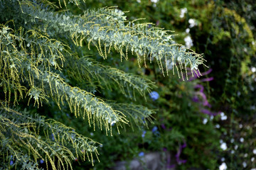 ギンヨウアカシア