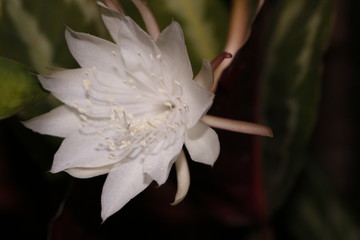 Fototapeta na wymiar fishbone cactus flower
