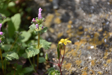 アカカタバミとホトケノザ