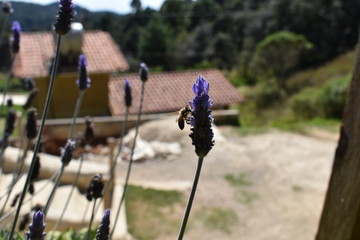 ABEJA EN FLOR MORADA EN VERANO