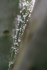 Water Drops on Spider Web