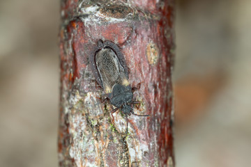 Flatbug, Aneurus avenius on linden wood