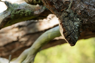 Obraz premium Polypore, Phellinus pini on pine branch