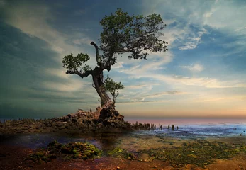 strong old tree on the beach © iD's