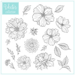 Hand Drawn Botanical Flowers. Set of plant elements. Vector Collection of Illustrations