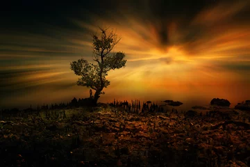 Foto auf Acrylglas Nach Farbe Silhouette eines Baumes bei Sonnenuntergang