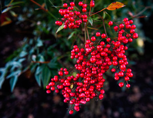 A bush with red berries in Tennessee