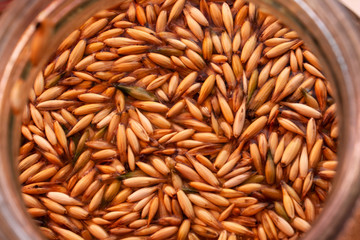 Oat. Close-up of oat seeds