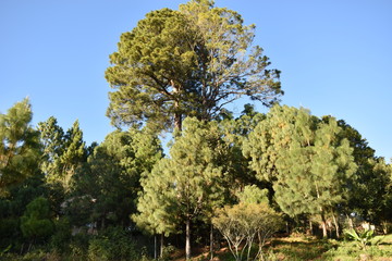 Obraz premium ÁRBOL MAS GRANDE ENTRE LOS DEMÁS