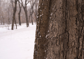 Tree trunk in winter, in the background blurred background of the road with trees. winter season, nature.