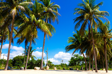 Coconut with daylight at Beach Ban Krut Beach