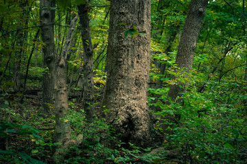 ancient tree in forest