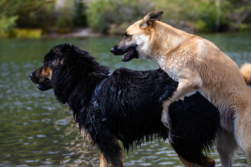 happy dog black is mounting a brown like Malamute Bernese German Shepherd on the lawn and on the water with their thick fur
