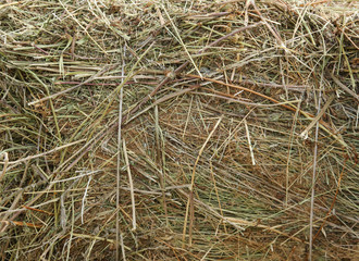 Dry hay as an abstract background