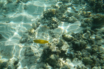 Fototapeta na wymiar Tropical fish swims in the water of the Pacific Ocean near the Fiji Islands