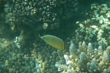 Tropical fish swims in the water of the Pacific Ocean near the Fiji Islands