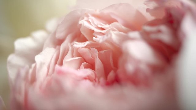 Gentle and fragile peony petals. Just opened bud in close-up view and shot. Beautiful flora with delicate color. Shades go from rosy to white. Pastel colors of the flower. Valentine's Day concept.