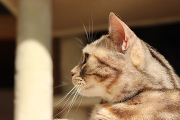 左視線横顔猫アメリカンショートヘアー