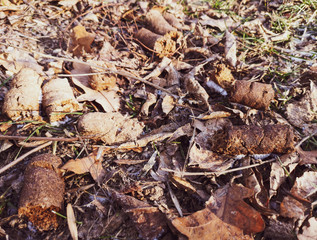 Poop dogs on the ground in the park